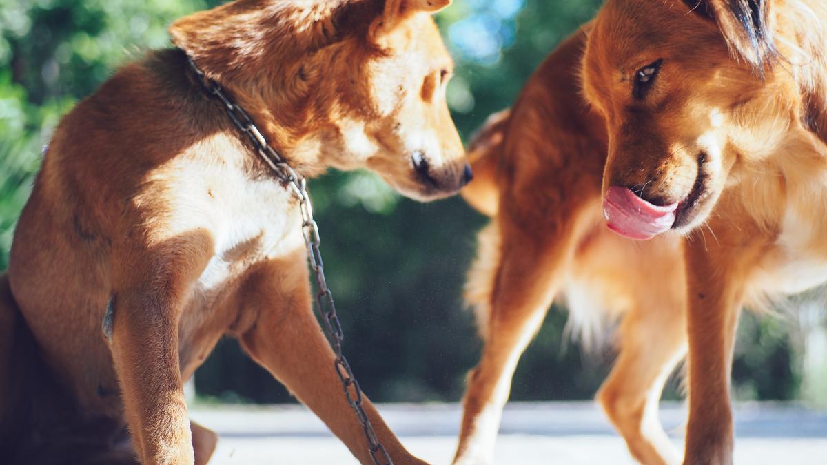 caine-close-up-dog_22959400