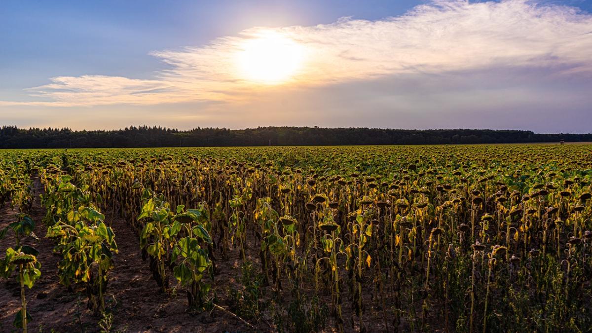 canicula-vreme-elena-mateescu_06355400