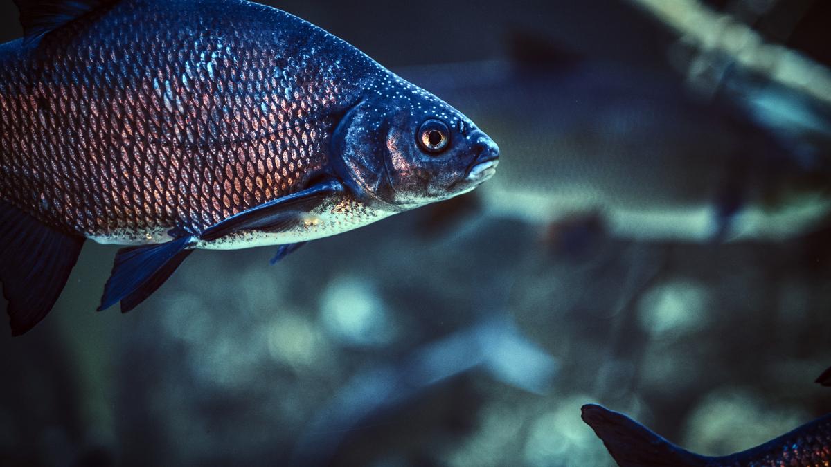 mauron-peste_15924000