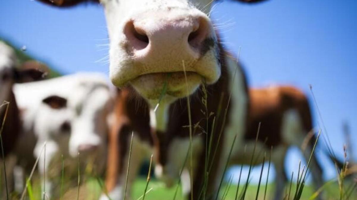 schimbarile-climatice-ameninta-vacile-europene--o-boala-grava-le-poate-fi-fatala_03986800