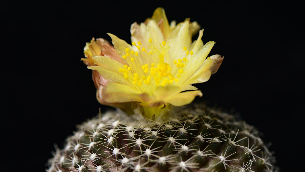 cactus-copiapoa_71877100