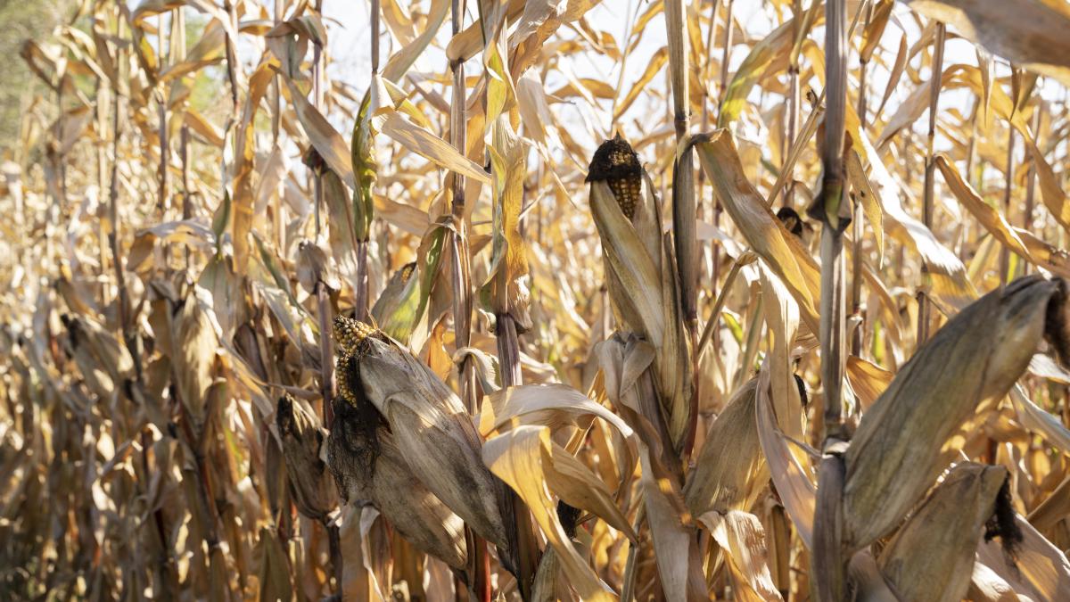 cultura-de-porumb--compromisa-din-cauza-secetei--fermier-nu-este-vina-noastra-trebuie-sa-vina-si-statul-cu-ceva-in-ajutorul-nostru_74678300