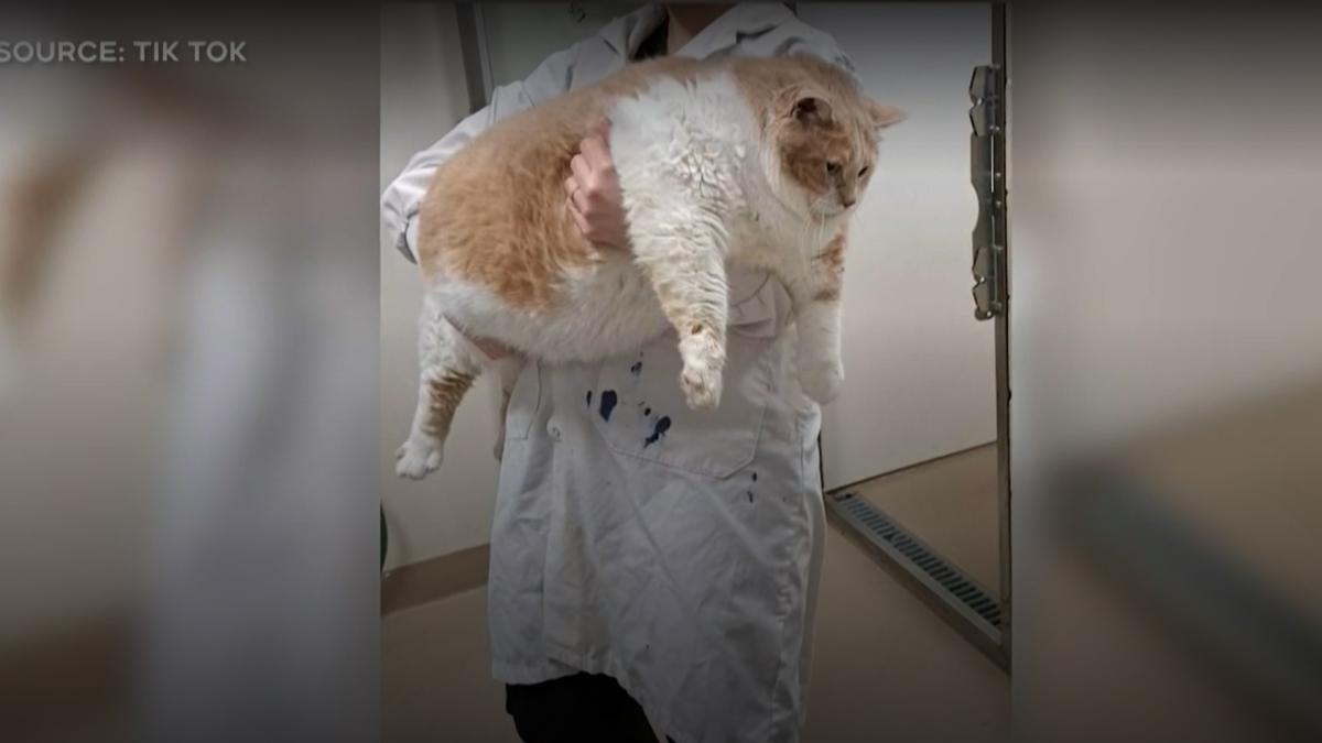 axel-pisica_79921000