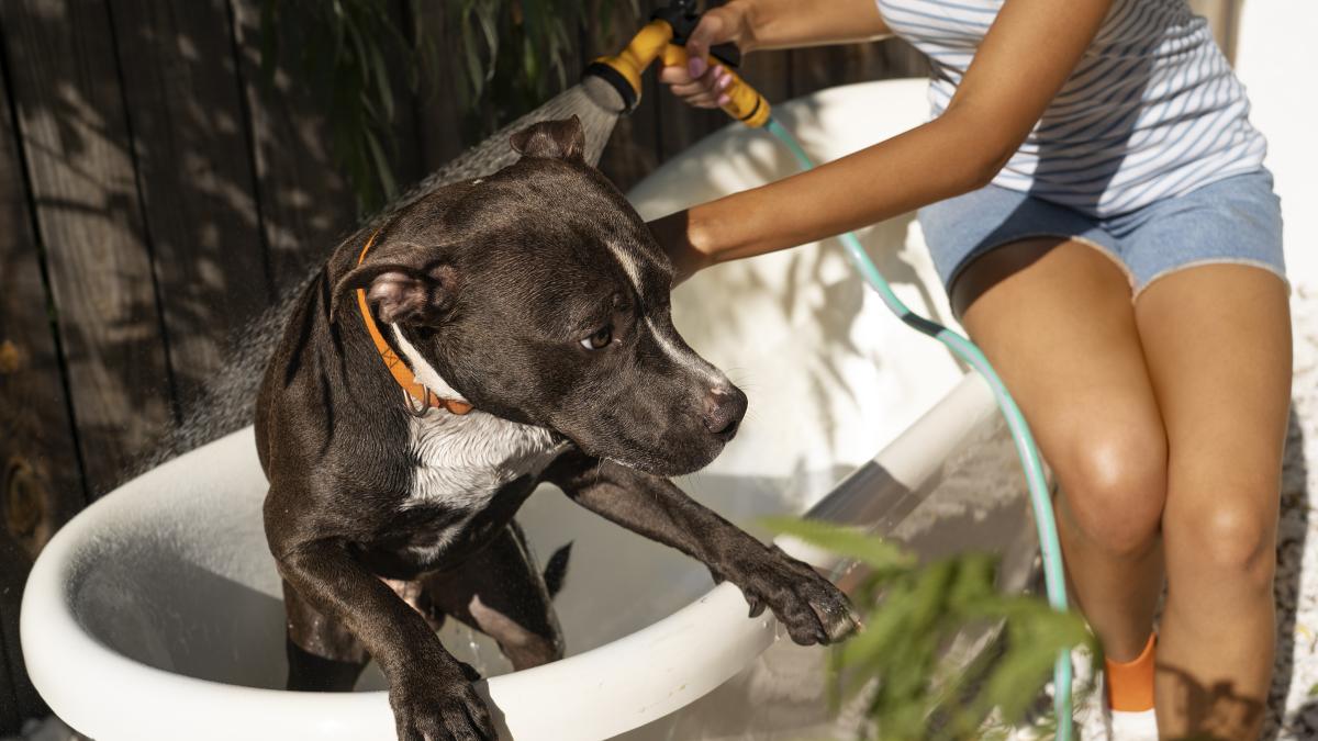 caine-stropit-vara_30864700