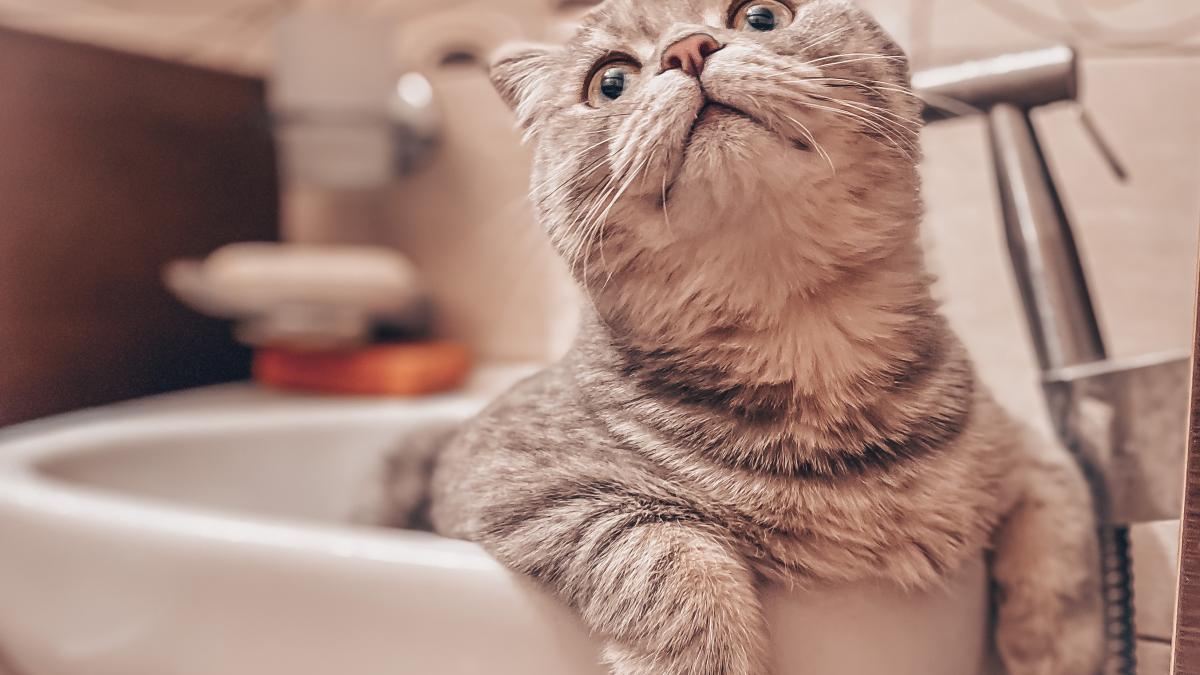 pisica-scottish-cat-close-up_04641400