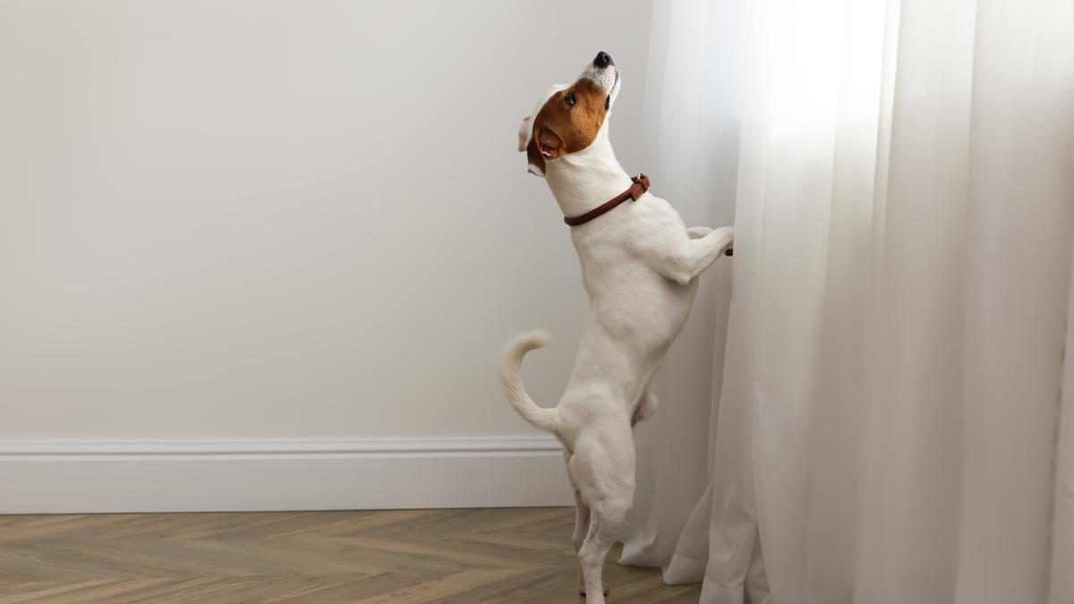 caine-russell-terrier_45710800