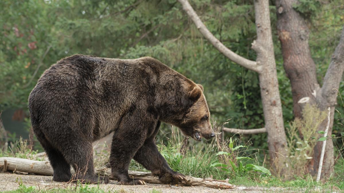 ministrul-mediului--pus-in-fata-cazului-tinerei-de-19-ani-ucise-de-urs--ce-proiect-de-lege-vrea-sa-propuna-pentru-gestionarea-animalelor_12911200