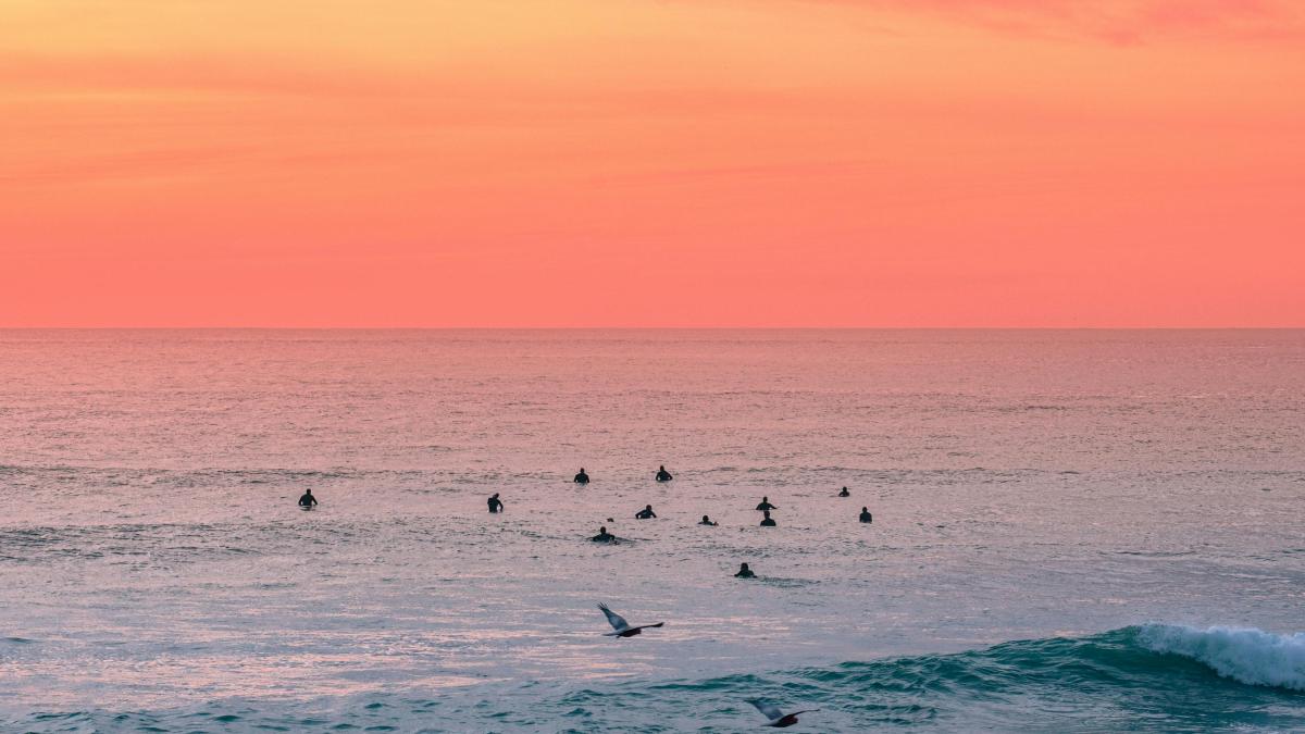 cod-portocaliu-canicula_55472400