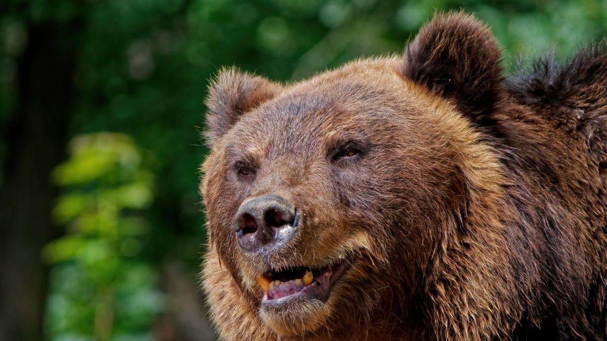 urs-brown-bear-forest_09326000