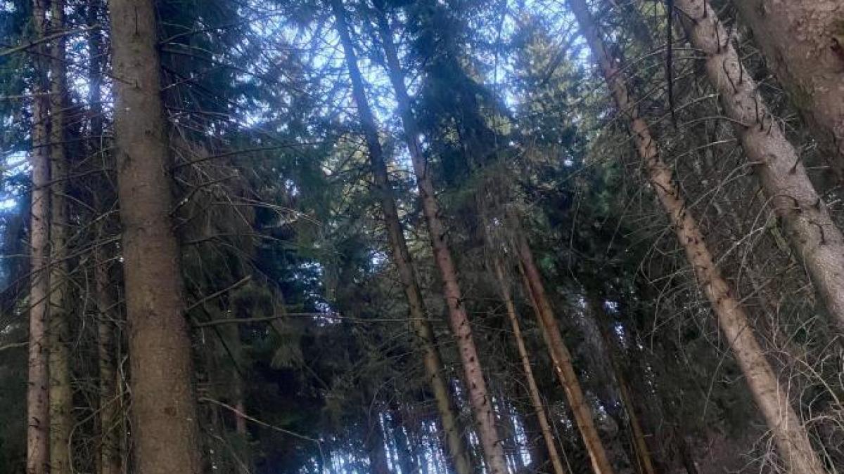 ursi-padure_48208700