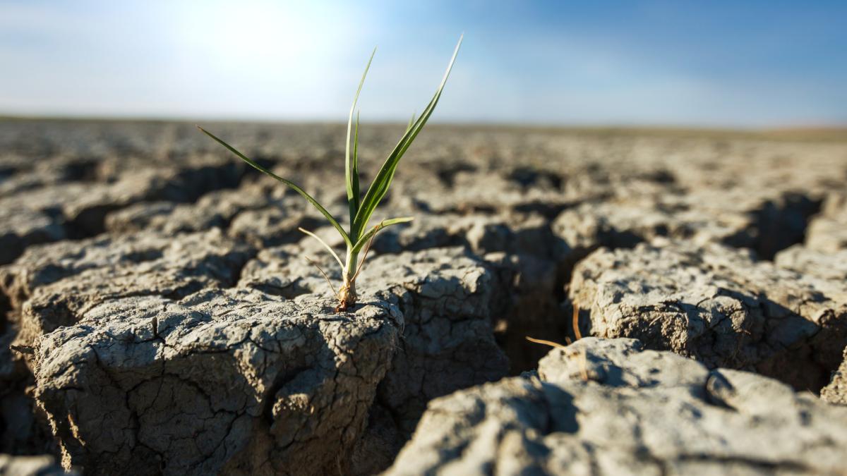 seceta-pedologica-se-mentine-in-dobrogea--moldova--muntenia-si-oltenia--aprovizionarea-cu-apa-a-solului-in-maramures-si-crisana--in-limite-satisfacatoare_27102800