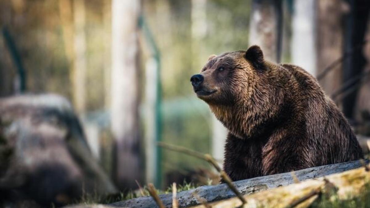 ursi-comisie_62142300