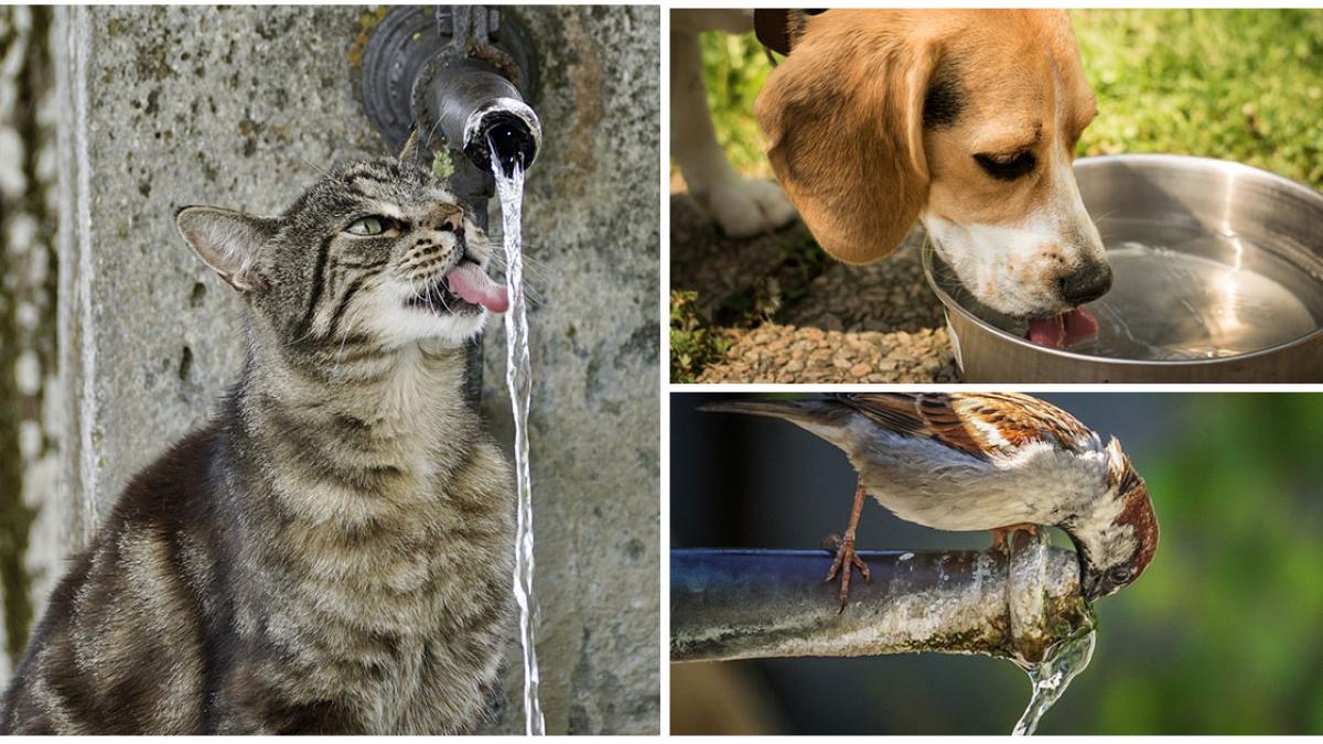 apa-pentru-animale_59888400