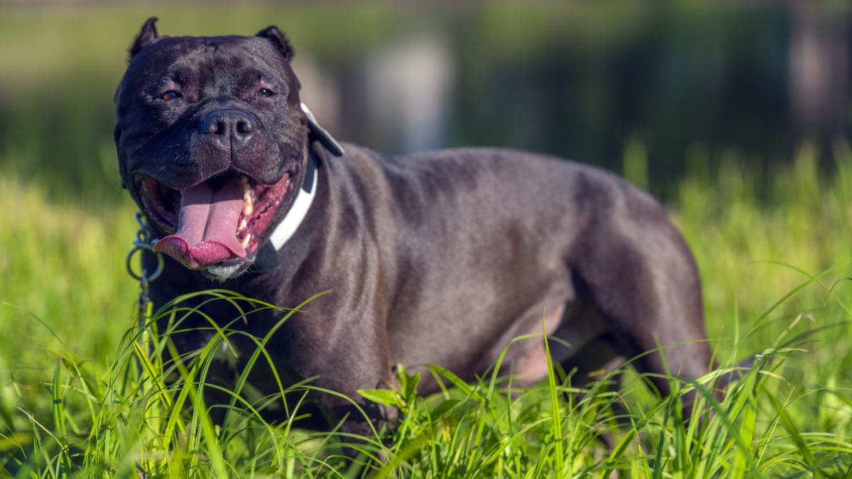 tara-care-interzice-cainii-din-rasa-american-bully-xl--atacurile--din-ce-in-ce-mai-dese_34599500