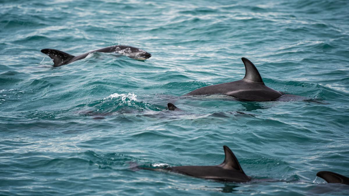 delfini_24550000