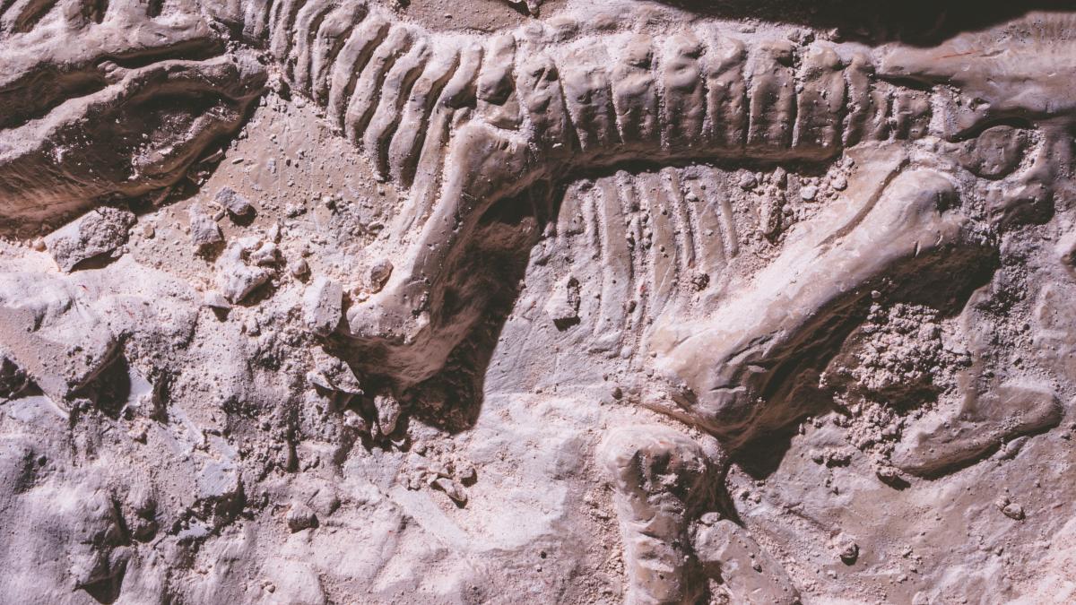 fosile-dinozaur_12451800