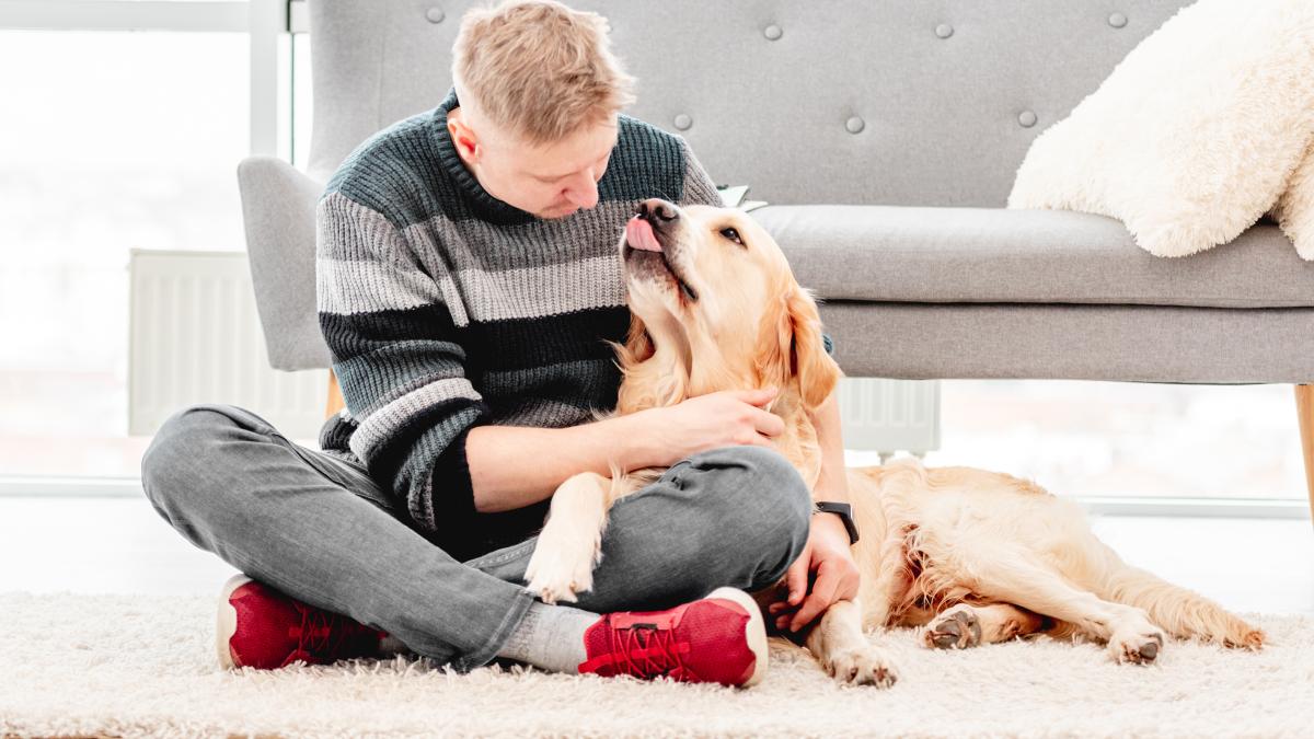 caine--retriever-dog-_86128600