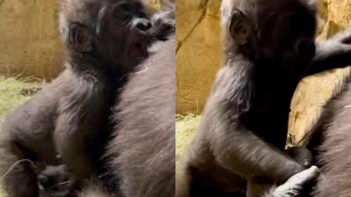 pui-de-gorila_94745800