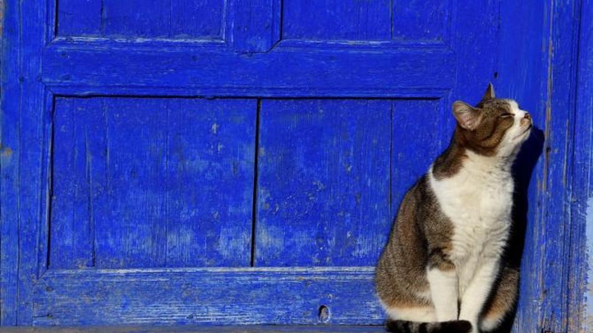 pisica-motan2_04237200