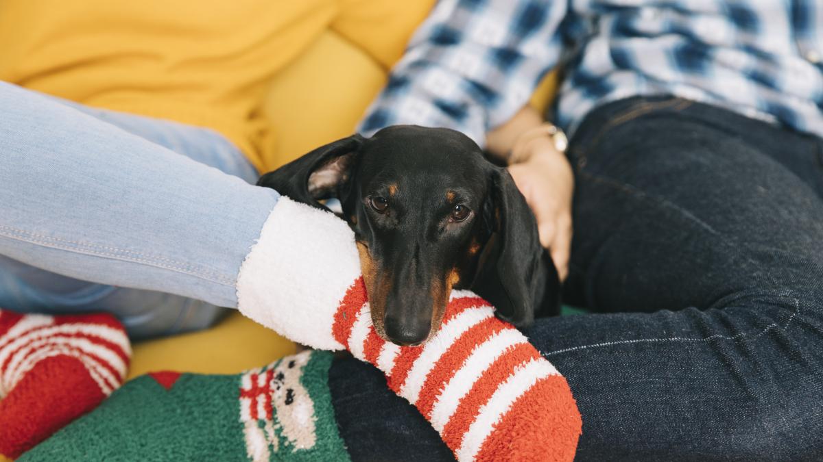 caine-mananca-sosete_12297200