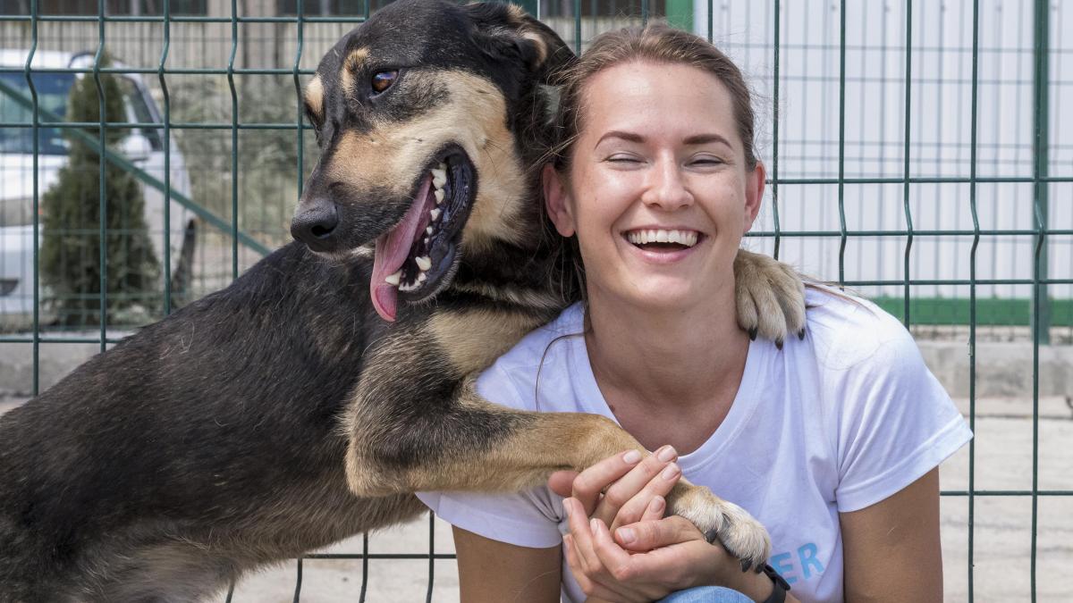 caine-de-adoptat_52931000