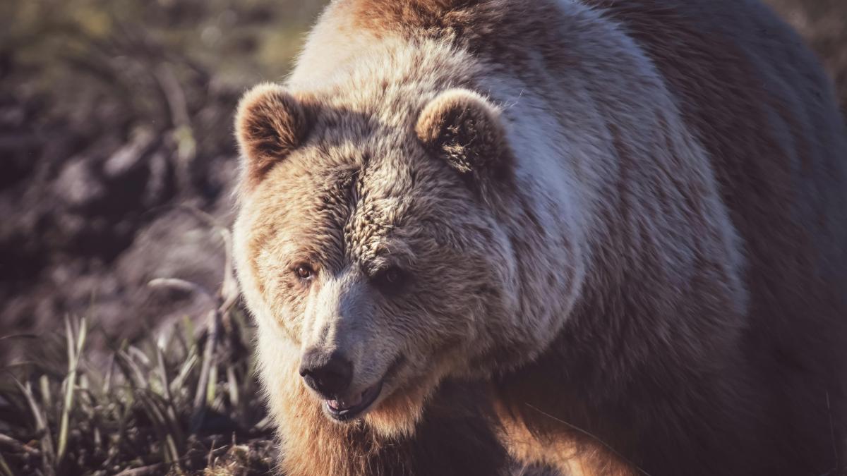 urs-pexels-alexasfotos-7193045_31120800