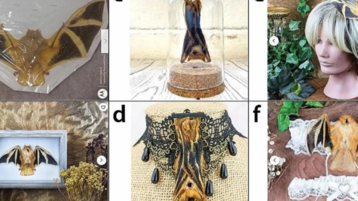 comert-extrem-de-periculos-cu-lilieci-impaiati--cercetatorii--ingrijorati-ca-se-gasesc-peste-tot-pe-internet_64289500