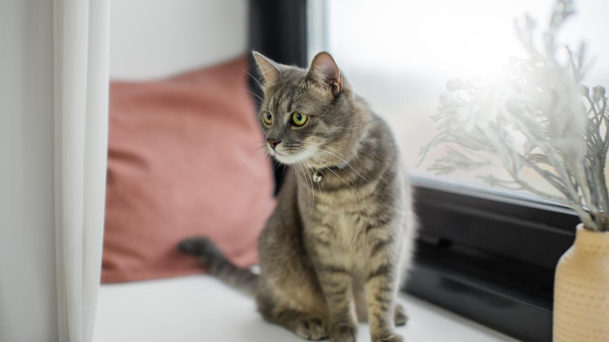 pisica-beautiful-cat_14350000