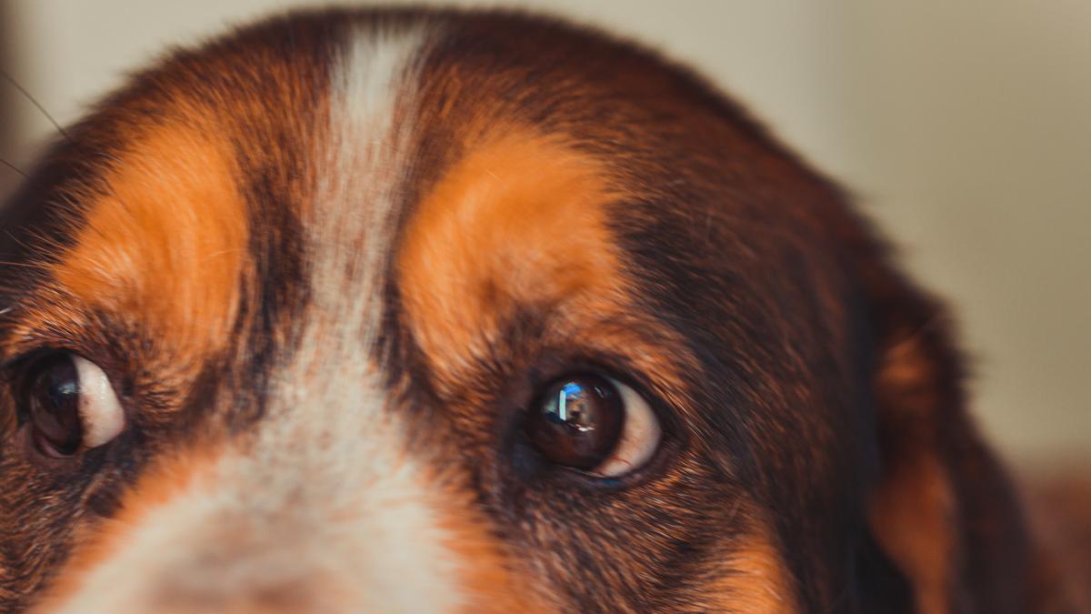 caine-privire-de-balena_34510400