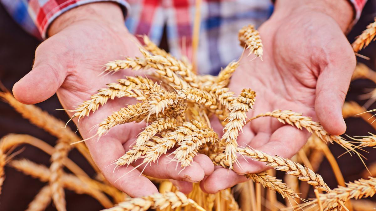 male-hand-holding-golden-wheat-ear_28182600