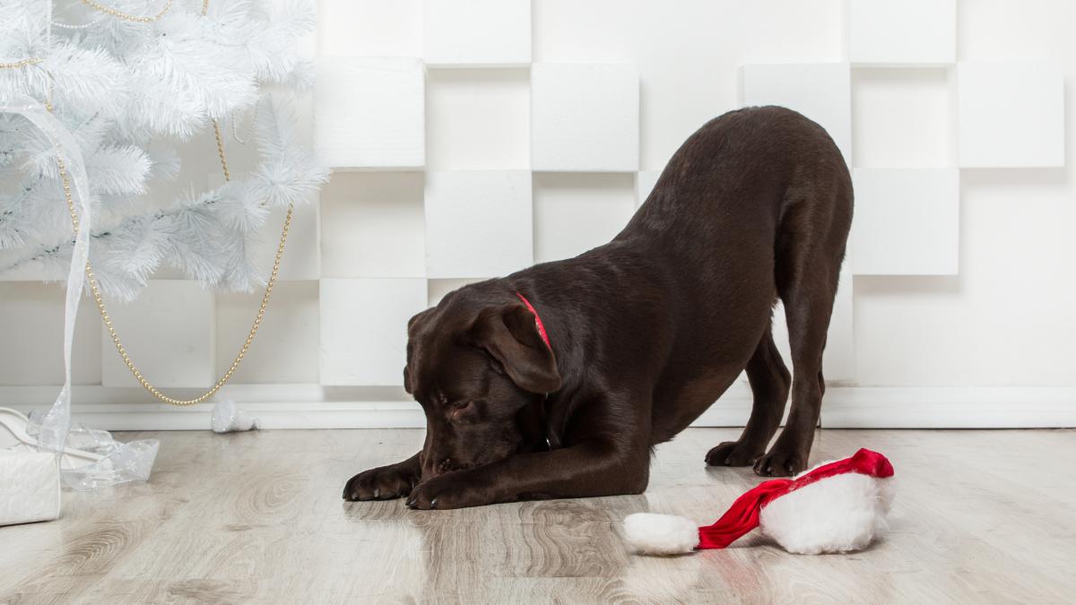 caine-labrador-retriever-dog_57366600