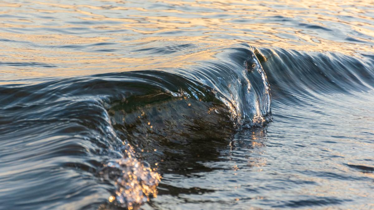 curenti-rip_75064000