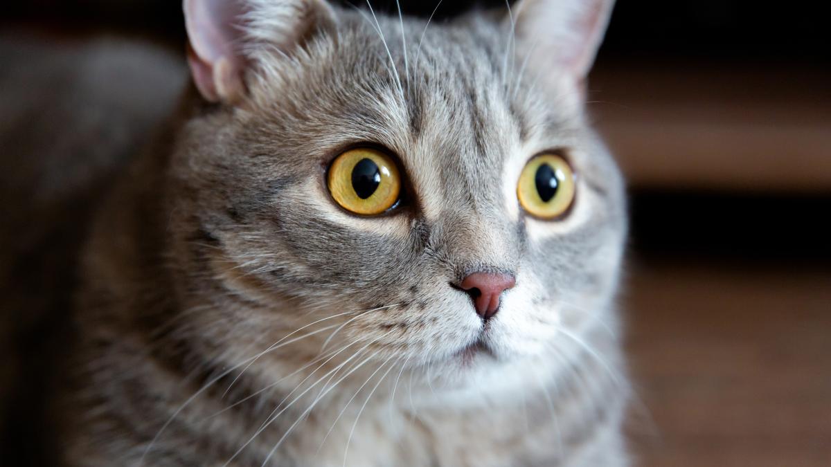 pisica-british-cat_72346200