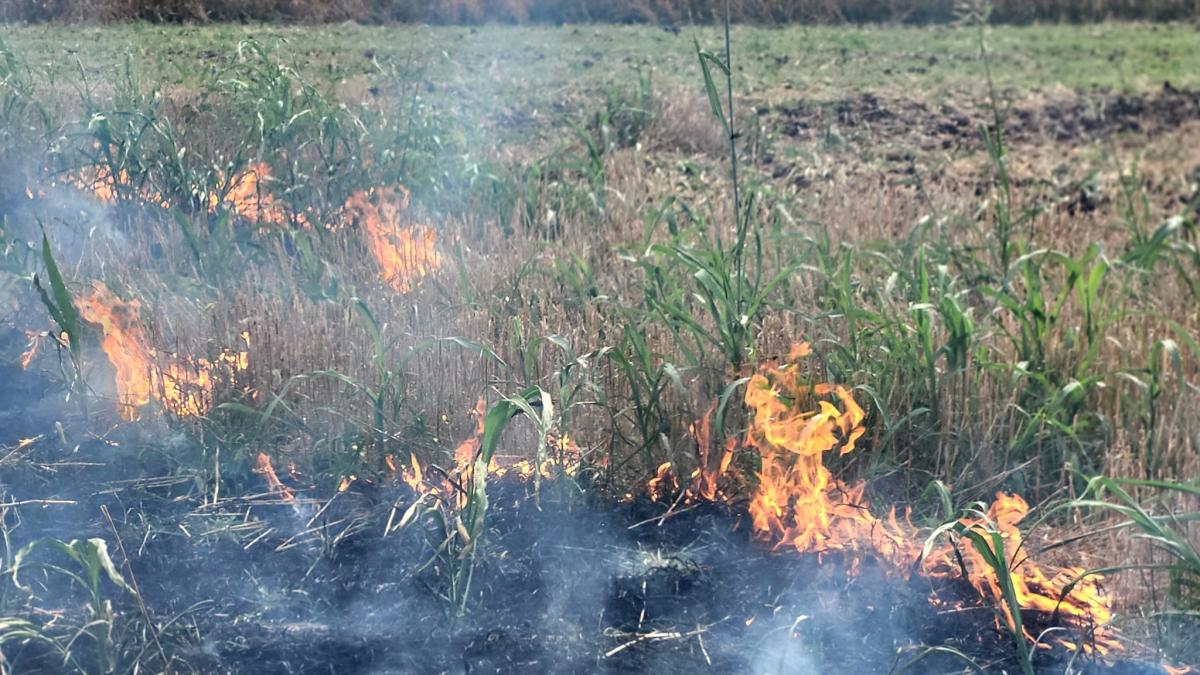 doua-hectare-de-miristi-de-grau-si-zeci-de-hectare-de-litiera-au-ars-in-giurgiu--care-a-fost-cauza-incendiului_59243400