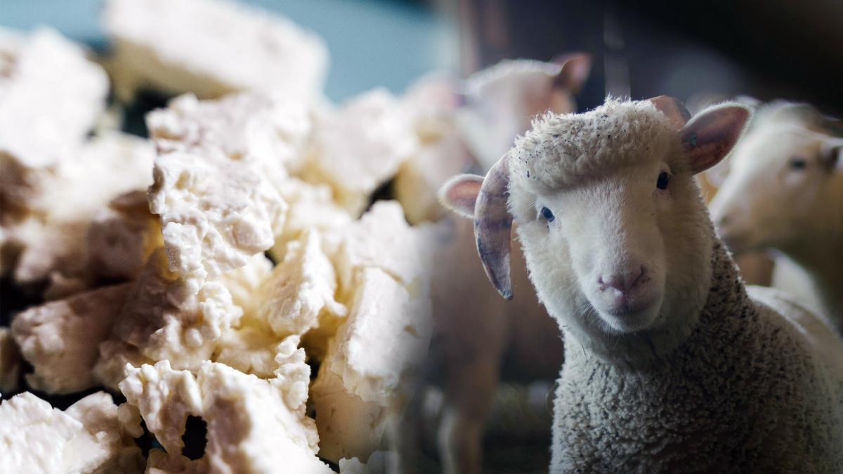 pesta-micilor-rumegatoare-branza-feta-ilustrativ-pexels_09384600