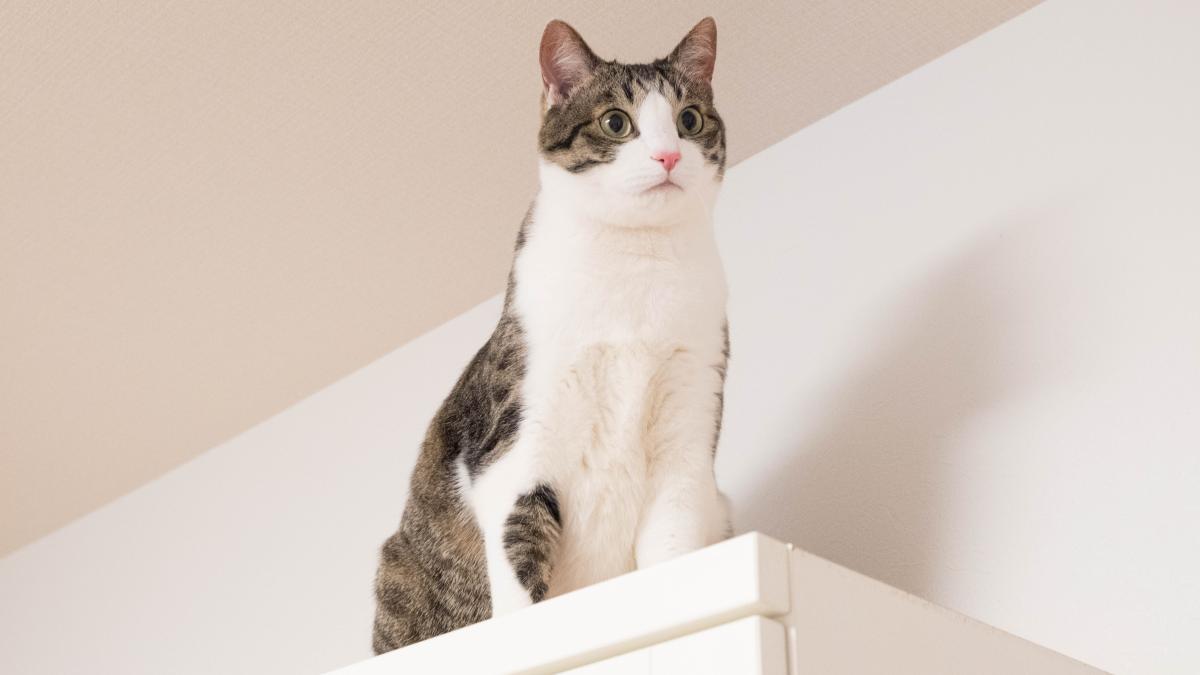 pisica-portrait-cat-sitting_68595200