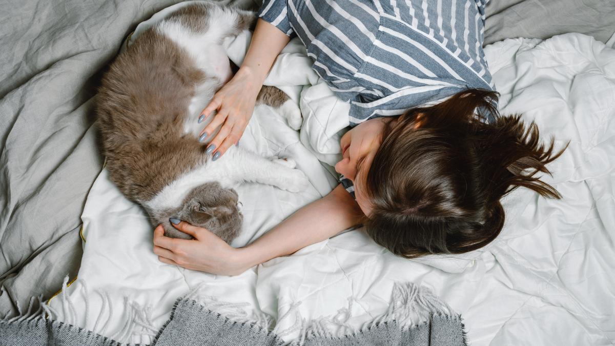 pisica-british-breed-cat-pet_27407600