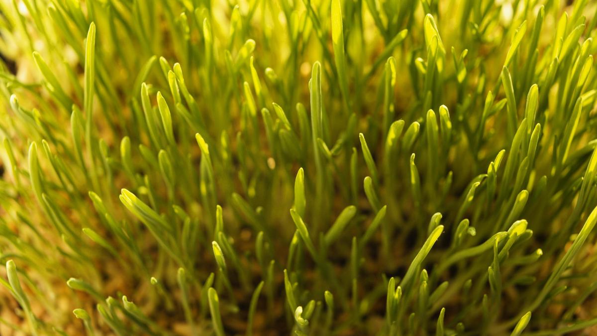 planta-marina-veche-de-peste-1-400-de-ani--descoperita-in-finlanda--ce-ar-putea-urma-acum--specia--pe-cale-de-disparitie_61670000