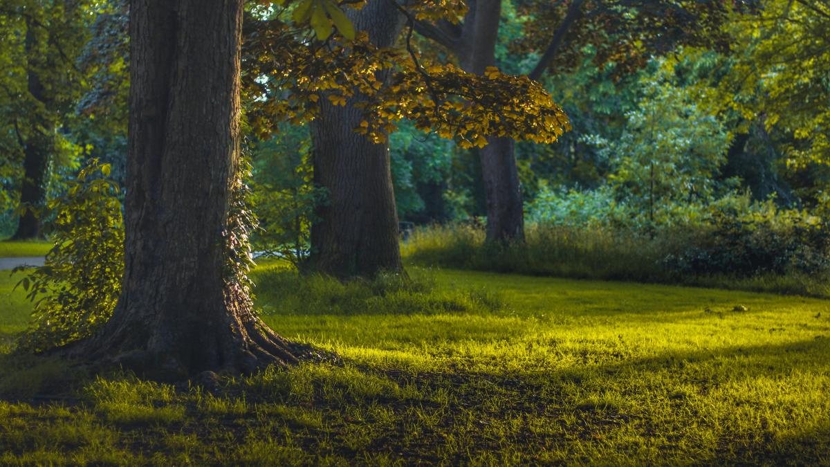 pexels-henrik-le-botos-654782730-25841982_58996000