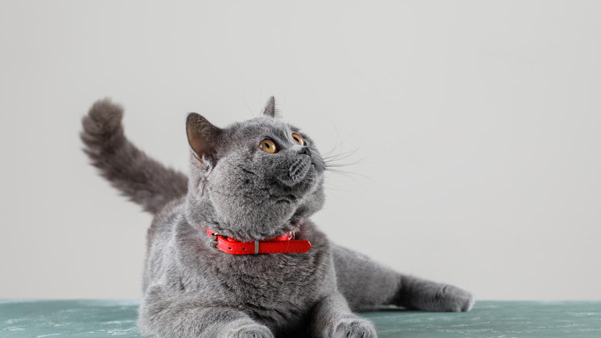 pisica-grey-cat-lying-looking-up_58625300