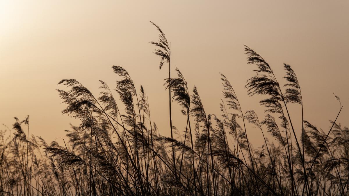 stufaris-sic_38450700