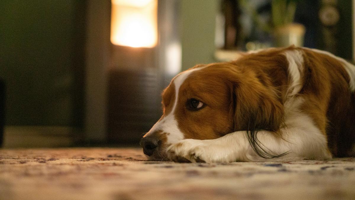 tudor-tim-ionescu-caini_10356900