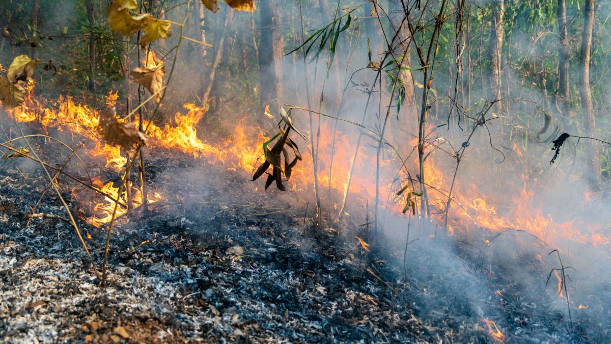 wildfire-incediu-vegetatie_31155100