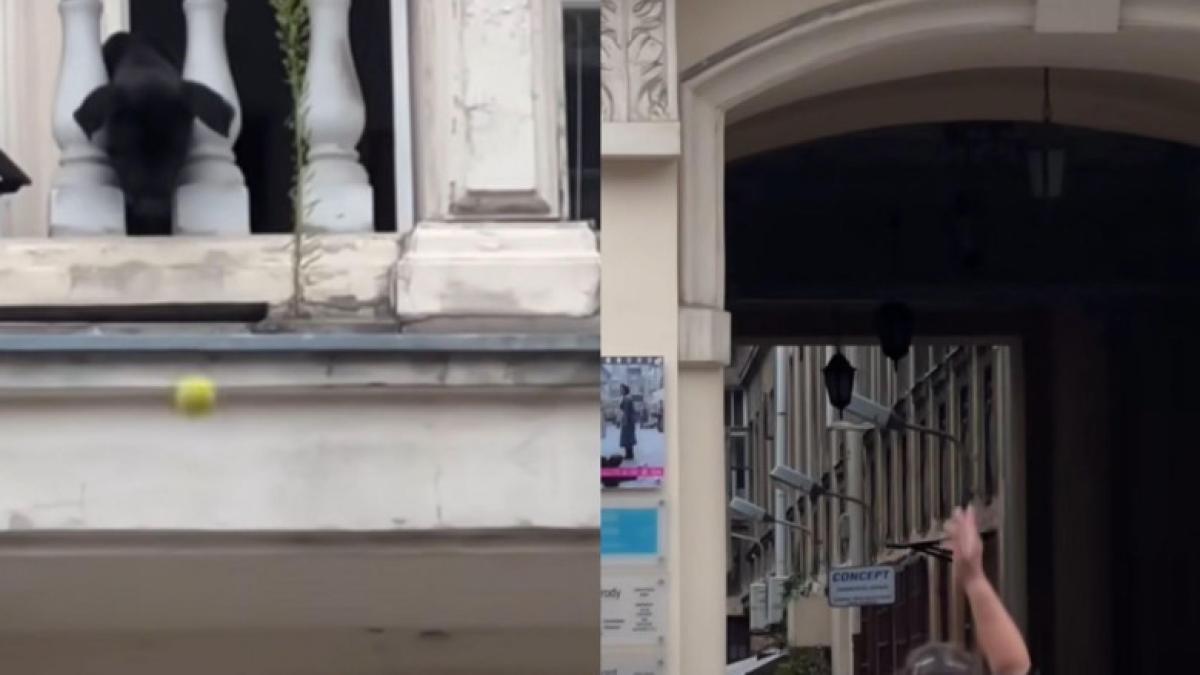 caine-la-balcon-joaca_29731100