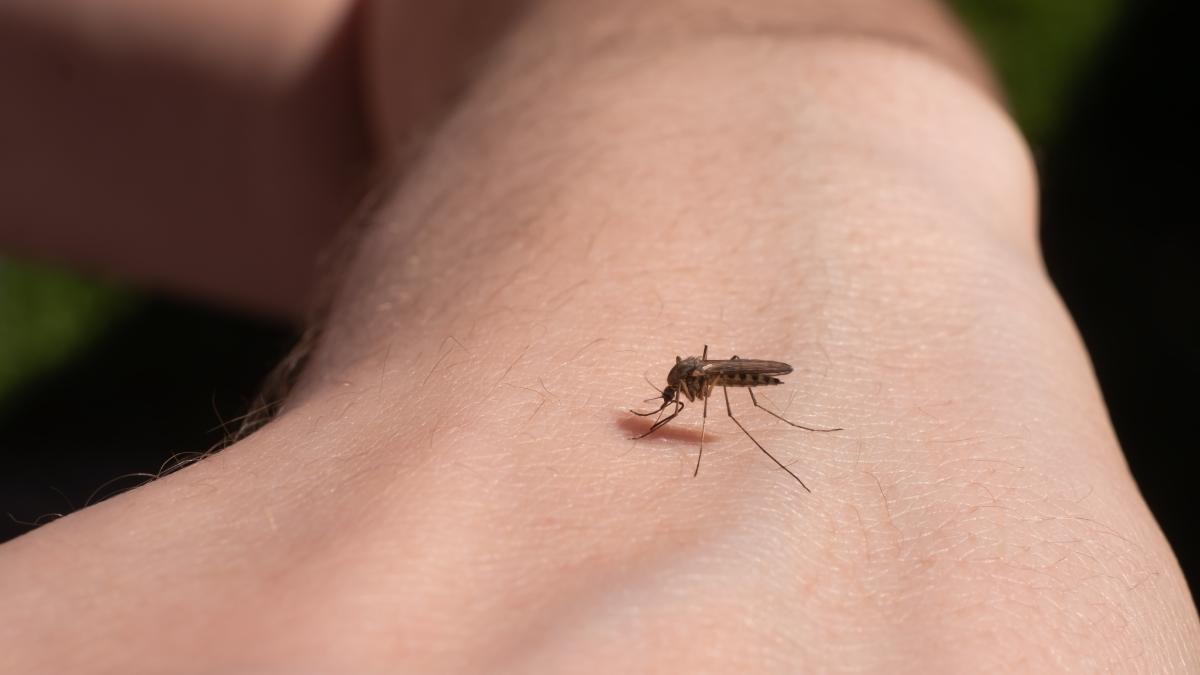 femeia-infectata-cu-virusul-west-nile-a-murit--este-primul-deces-din-sibiu_86435300