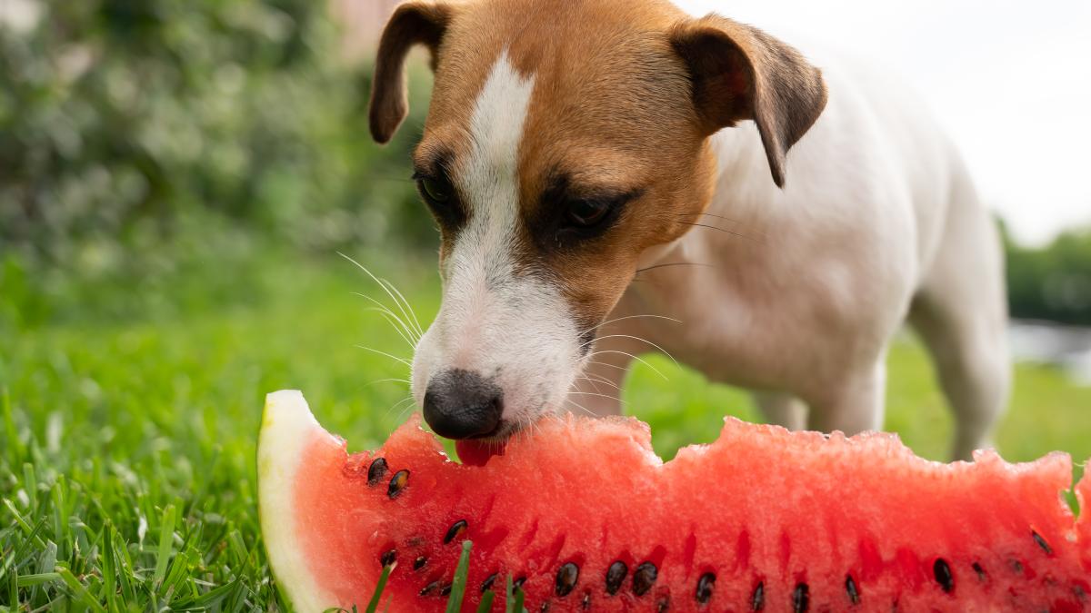 un-caine-care-mananca-pepene--viralizat-pe-internet--ce-alte-fructe-sunt-recomandate_27289700