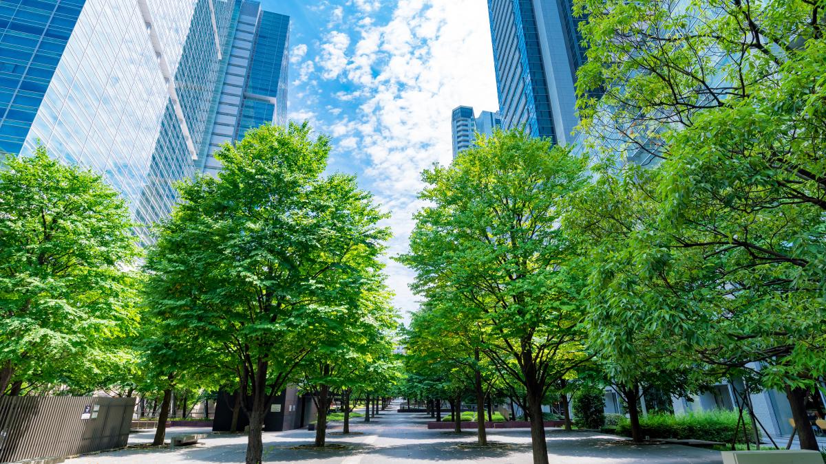 copaci-in-oras_51673800