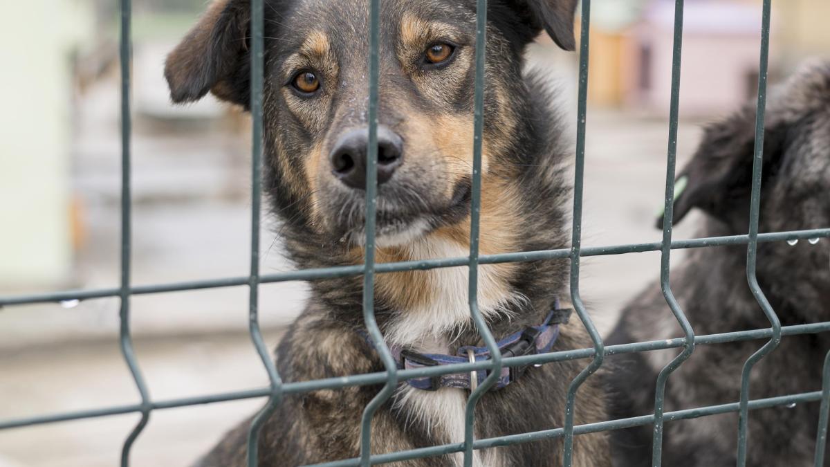 caine-adapost_40530000