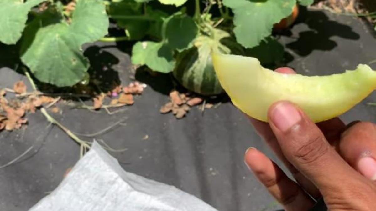 cum-arata-pepenele-cu-gust-de-miere-si-inghetata--aclimatizat-in-romania_15319200