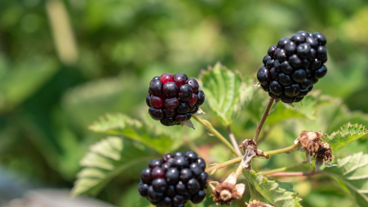 zmeura-neagra_57011900